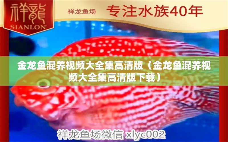 金龍魚混養(yǎng)視頻大全集高清版（金龍魚混養(yǎng)視頻大全集高清版下載） 龍魚疾病與治療