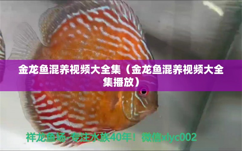 金龍魚混養(yǎng)視頻大全集（金龍魚混養(yǎng)視頻大全集播放）