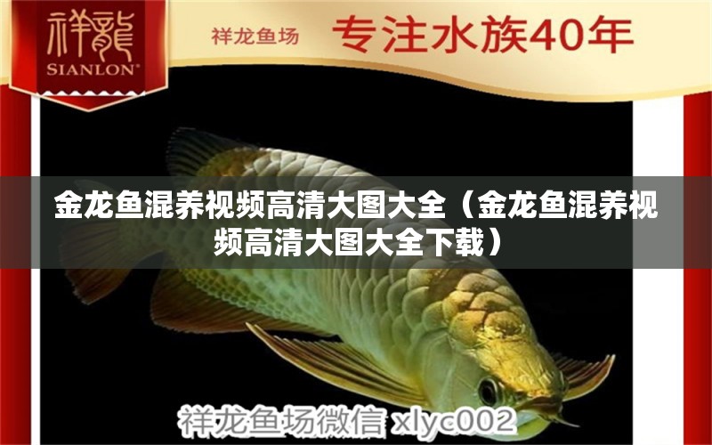 金龍魚混養(yǎng)視頻高清大圖大全（金龍魚混養(yǎng)視頻高清大圖大全下載） 龍魚疾病與治療