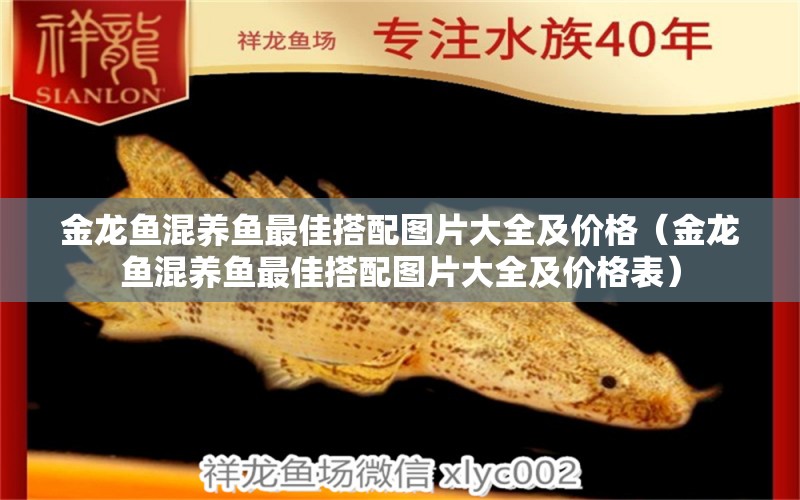 金龍魚混養(yǎng)魚最佳搭配圖片大全及價格（金龍魚混養(yǎng)魚最佳搭配圖片大全及價格表）