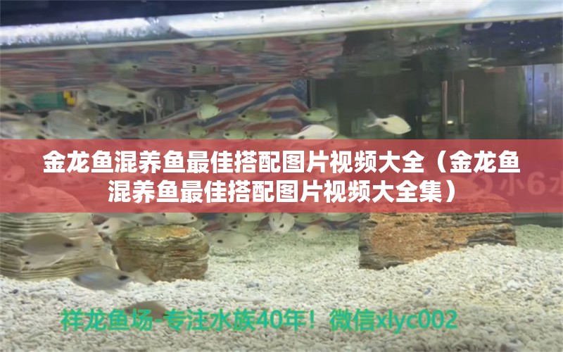 金龍魚混養(yǎng)魚最佳搭配圖片視頻大全（金龍魚混養(yǎng)魚最佳搭配圖片視頻大全集） 龍魚疾病與治療