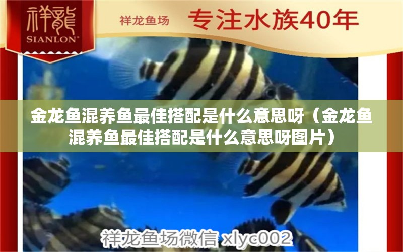 金龍魚(yú)混養(yǎng)魚(yú)最佳搭配是什么意思呀（金龍魚(yú)混養(yǎng)魚(yú)最佳搭配是什么意思呀圖片） 龍魚(yú)疾病與治療