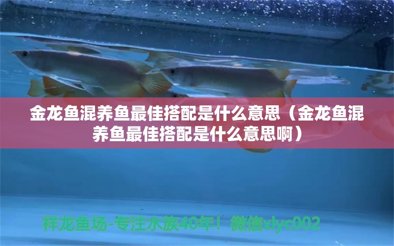 金龍魚(yú)混養(yǎng)魚(yú)最佳搭配是什么意思（金龍魚(yú)混養(yǎng)魚(yú)最佳搭配是什么意思?。?龍魚(yú)疾病與治療