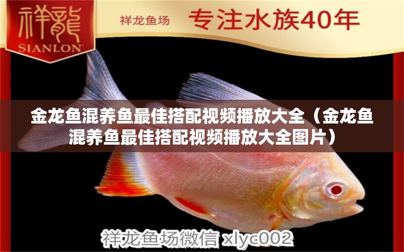 金龍魚混養(yǎng)魚最佳搭配視頻播放大全（金龍魚混養(yǎng)魚最佳搭配視頻播放大全圖片）