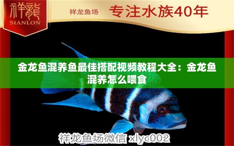 金龍魚混養(yǎng)魚最佳搭配視頻教程大全：金龍魚混養(yǎng)怎么喂食