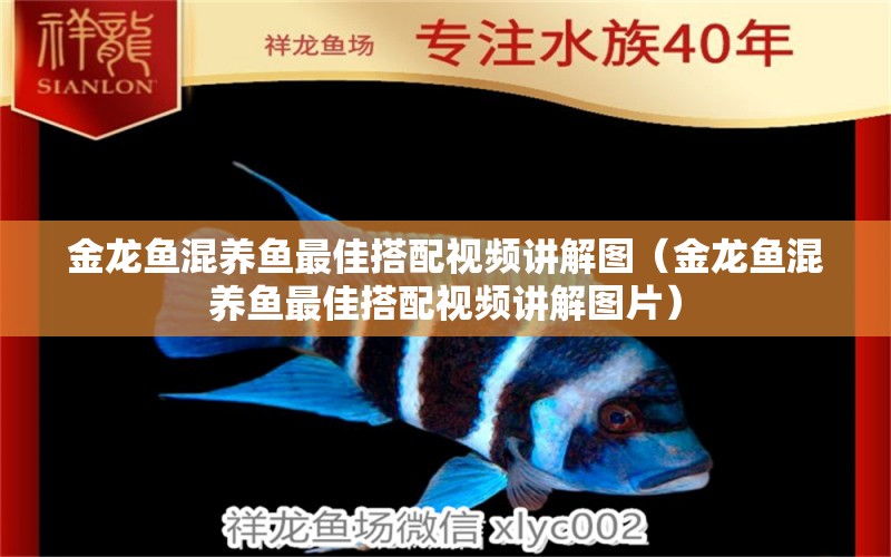 金龍魚混養(yǎng)魚最佳搭配視頻講解圖（金龍魚混養(yǎng)魚最佳搭配視頻講解圖片） 龍魚疾病與治療