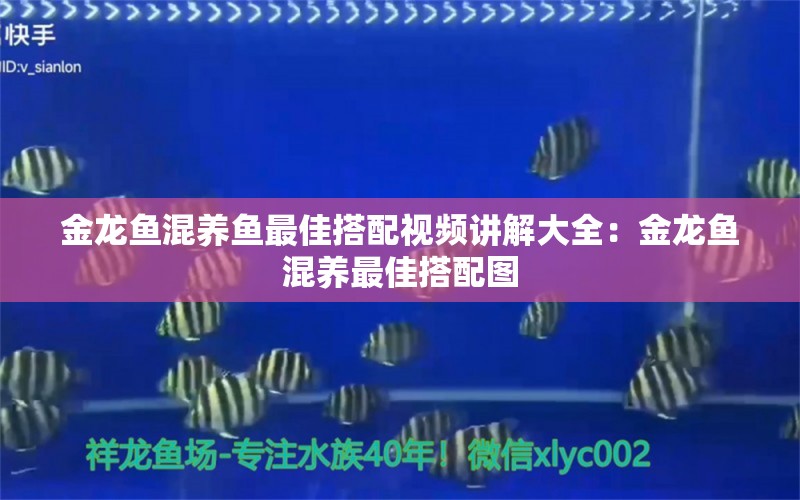 金龍魚混養(yǎng)魚最佳搭配視頻講解大全：金龍魚混養(yǎng)最佳搭配圖