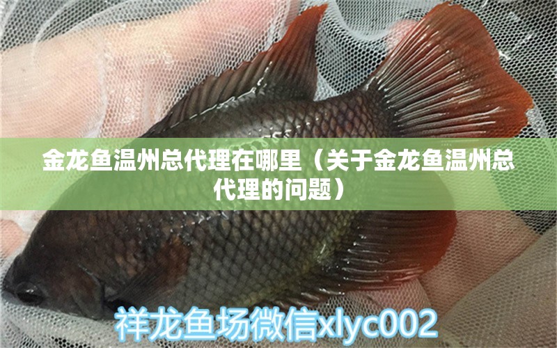 金龍魚溫州總代理在哪里（關(guān)于金龍魚溫州總代理的問題）