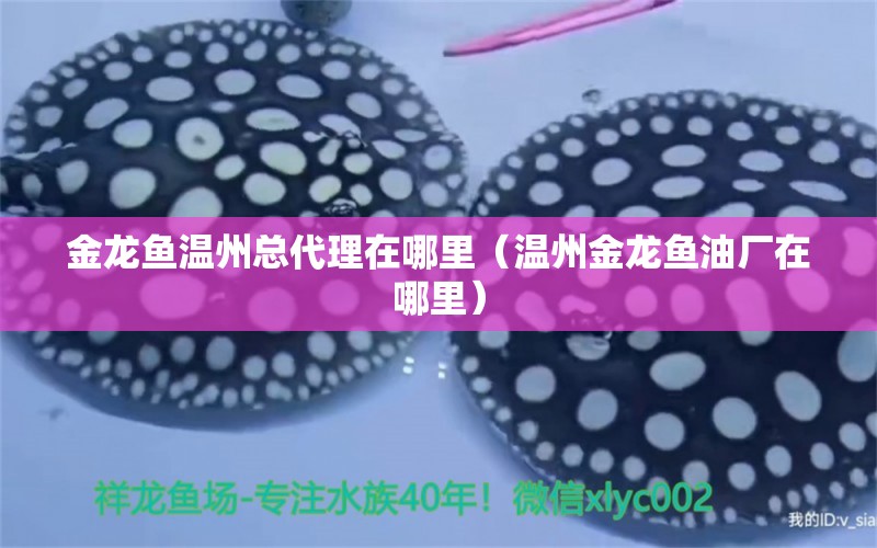 金龍魚溫州總代理在哪里（溫州金龍魚油廠在哪里）