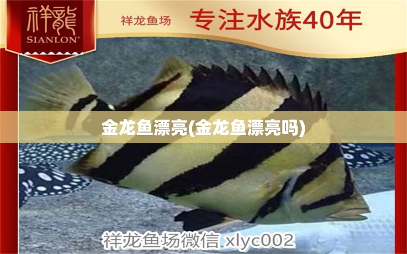 金龍魚漂亮(金龍魚漂亮嗎) 招財戰(zhàn)船魚