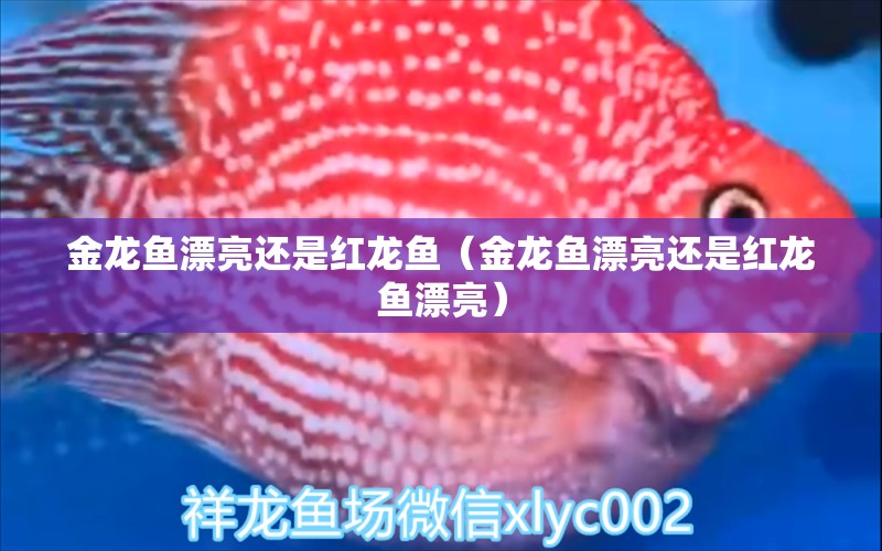 金龍魚漂亮還是紅龍魚（金龍魚漂亮還是紅龍魚漂亮） 龍魚百科