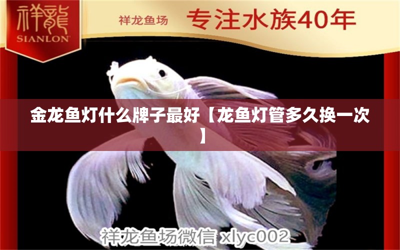 金龍魚(yú)燈什么牌子最好【龍魚(yú)燈管多久換一次】