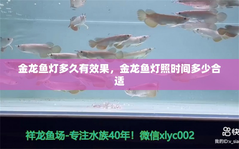 金龍魚燈多久有效果，金龍魚燈照時間多少合適 紅老虎魚