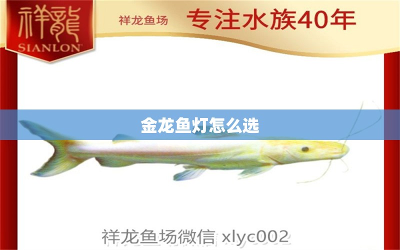 金龍魚燈怎么選 龍魚百科 第1張