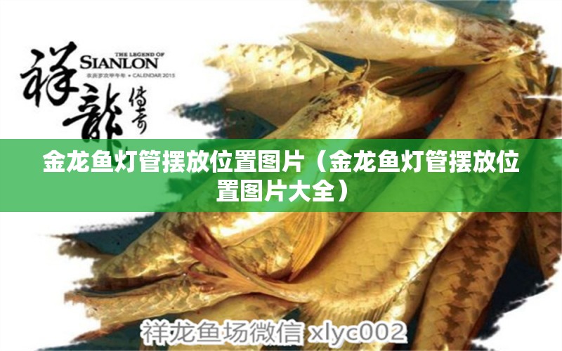 金龍魚燈管擺放位置圖片（金龍魚燈管擺放位置圖片大全）