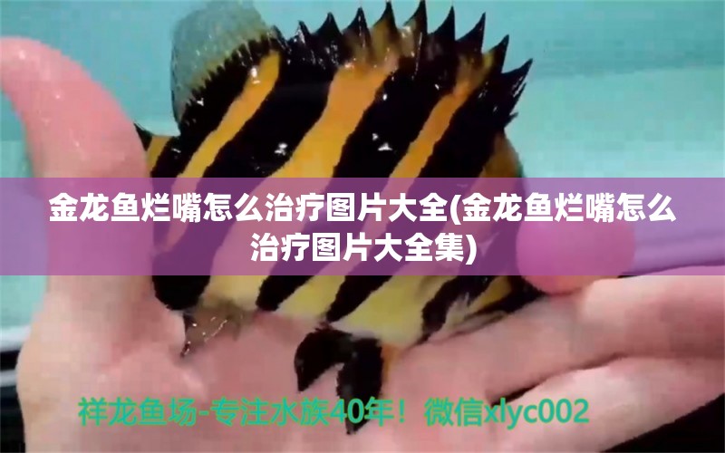 金龍魚爛嘴怎么治療圖片大全(金龍魚爛嘴怎么治療圖片大全集) 七紋巨鯉魚