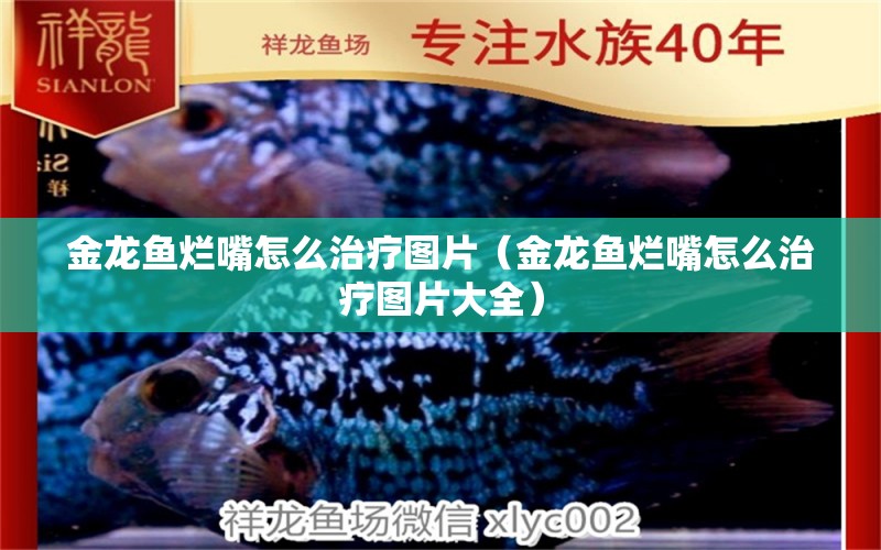 金龍魚爛嘴怎么治療圖片（金龍魚爛嘴怎么治療圖片大全） 水族品牌