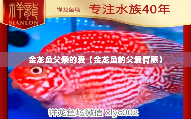 金龍魚(yú)父親的愛(ài)（金龍魚(yú)的父愛(ài)有感） 觀賞魚(yú)市場(chǎng)（混養(yǎng)魚(yú)）