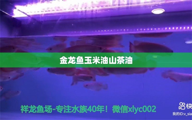 金龍魚玉米油山茶油 祥龍魚場