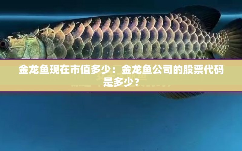 金龍魚現(xiàn)在市值多少：金龍魚公司的股票代碼是多少？ 水族問答