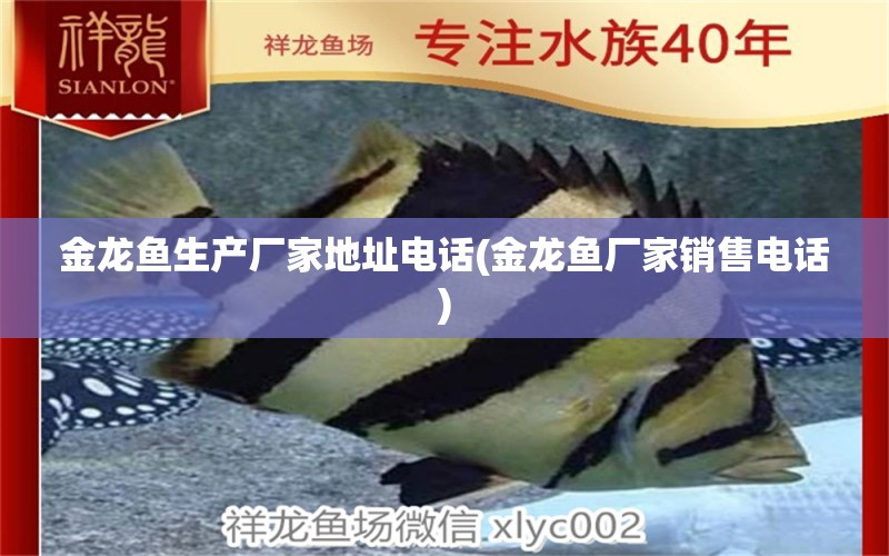 金龍魚(yú)生產(chǎn)廠家地址電話(huà)(金龍魚(yú)廠家銷(xiāo)售電話(huà)) 錦鯉魚(yú)