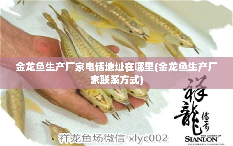 金龍魚生產(chǎn)廠家電話地址在哪里(金龍魚生產(chǎn)廠家聯(lián)系方式) 夢(mèng)幻雷龍魚