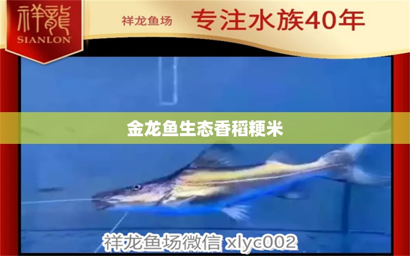 金龍魚生態(tài)香稻粳米 祥龍魚場