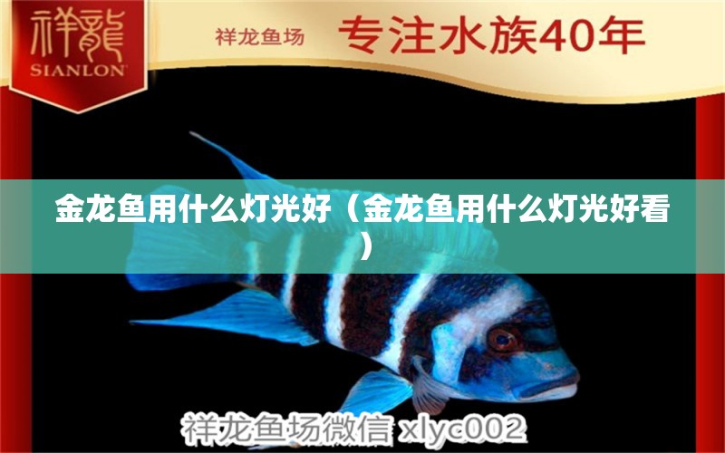 金龍魚用什么燈光好（金龍魚用什么燈光好看）