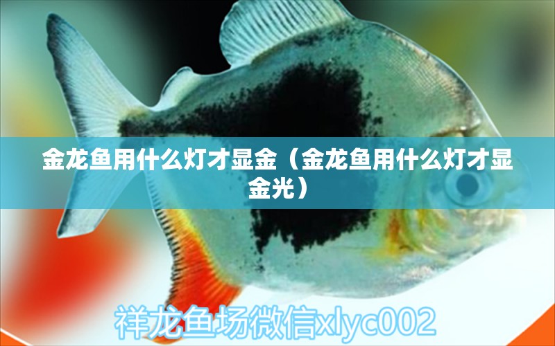 金龍魚用什么燈才顯金（金龍魚用什么燈才顯金光） 龍魚疾病與治療