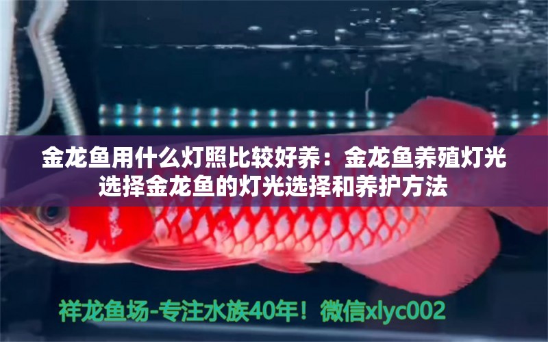 金龍魚用什么燈照比較好養(yǎng)：金龍魚養(yǎng)殖燈光選擇金龍魚的燈光選擇和養(yǎng)護(hù)方法 龍魚百科 第1張