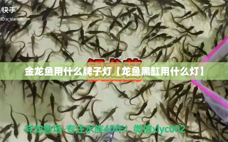 金龍魚用什么牌子燈【龍魚黑缸用什么燈】