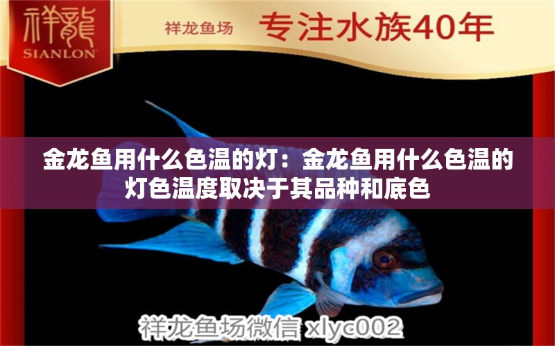 金龍魚用什么色溫的燈：金龍魚用什么色溫的燈色溫度取決于其品種和底色 龍魚百科 第2張