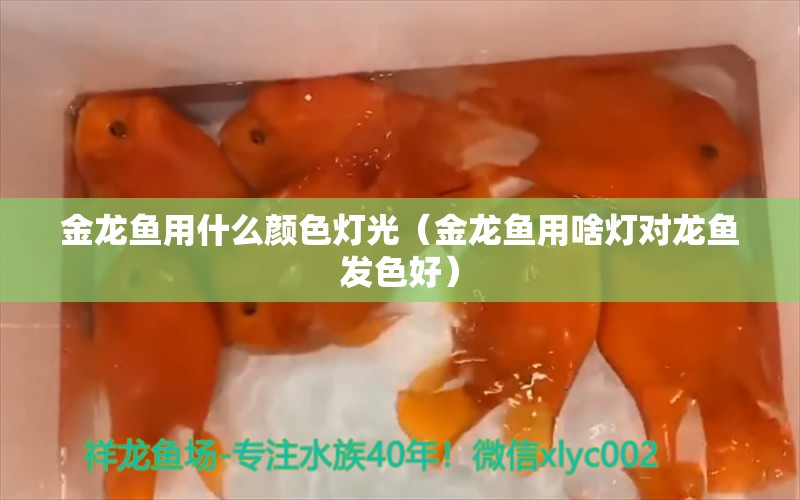 金龍魚用什么顏色燈光（金龍魚用啥燈對龍魚發(fā)色好） 觀賞蝦蟹等飼料