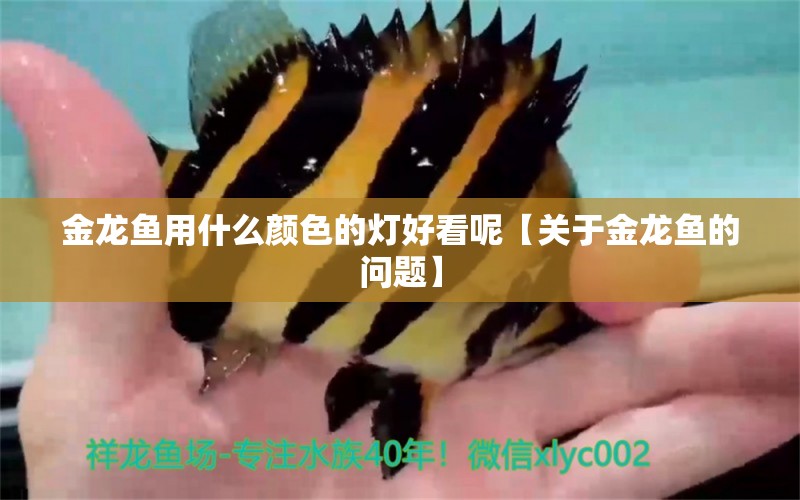 金龍魚用什么顏色的燈好看呢【關于金龍魚的問題】 水族問答 第1張