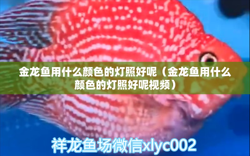 金龍魚(yú)用什么顏色的燈照好呢（金龍魚(yú)用什么顏色的燈照好呢視頻） 黃金貓魚(yú)