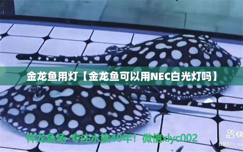 金龍魚用燈【金龍魚可以用NEC白光燈嗎】 龍魚批發(fā)