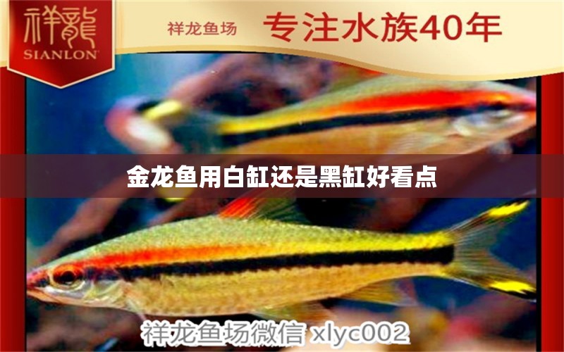 金龍魚用白缸還是黑缸好看點(diǎn) 祥龍魚場