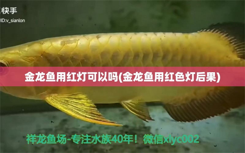 金龍魚用紅燈可以嗎(金龍魚用紅色燈后果) 水草