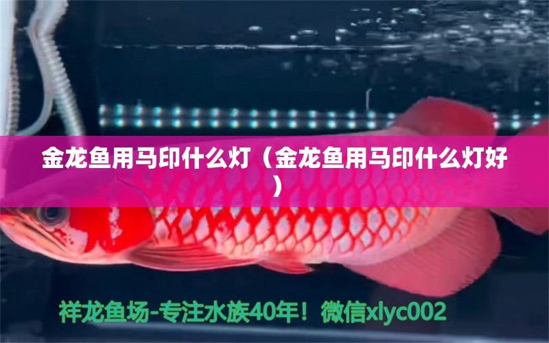 金龍魚用馬印什么燈（金龍魚用馬印什么燈好）