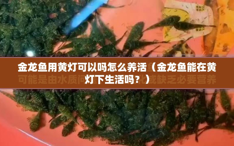 金龍魚用黃燈可以嗎怎么養(yǎng)活（金龍魚能在黃燈下生活嗎？） 水族問答 第1張