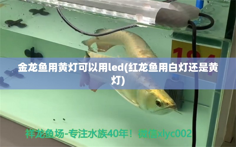 金龍魚(yú)用黃燈可以用led(紅龍魚(yú)用白燈還是黃燈) 廣州祥龍國(guó)際水族貿(mào)易