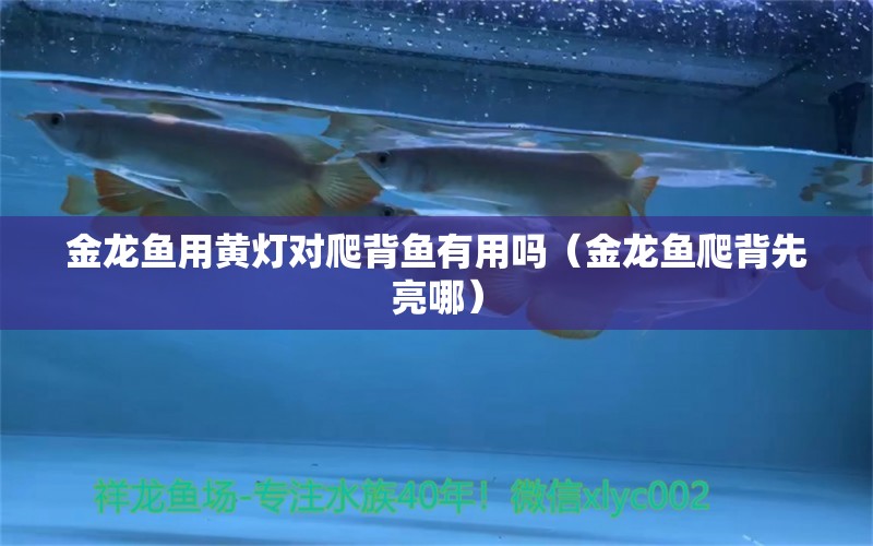 金龍魚(yú)用黃燈對(duì)爬背魚(yú)有用嗎（金龍魚(yú)爬背先亮哪） 熱帶魚(yú)魚(yú)苗批發(fā)