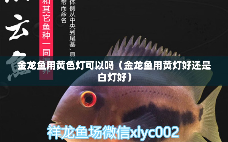 金龍魚用黃色燈可以嗎（金龍魚用黃燈好還是白燈好） 龍魚疾病與治療