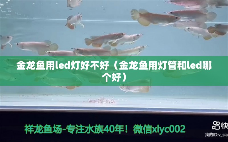 金龍魚用led燈好不好（金龍魚用燈管和led哪個好）