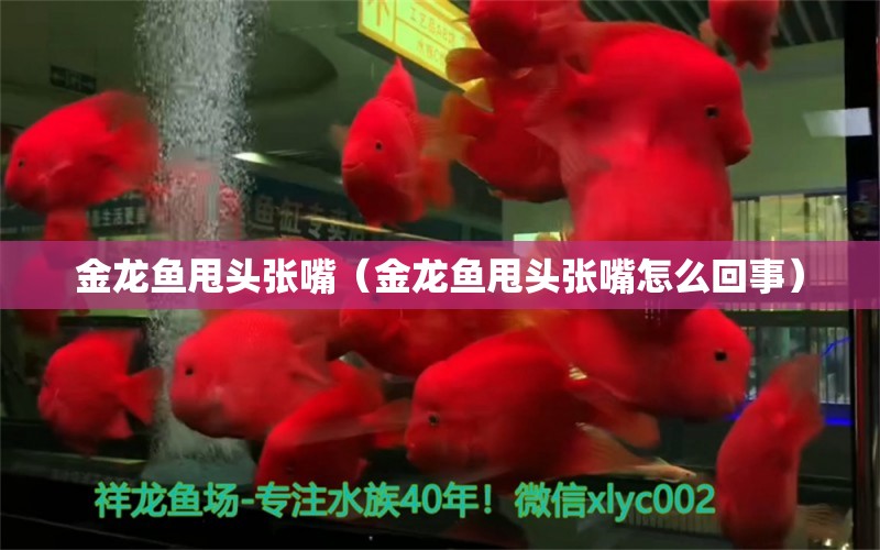 金龍魚甩頭張嘴（金龍魚甩頭張嘴怎么回事）