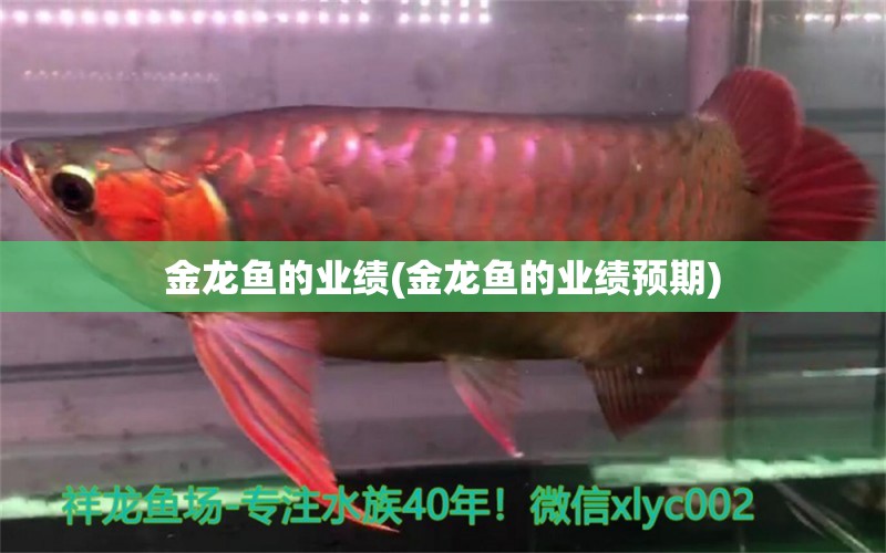 金龍魚的業(yè)績(金龍魚的業(yè)績預期) 戰(zhàn)車紅龍魚