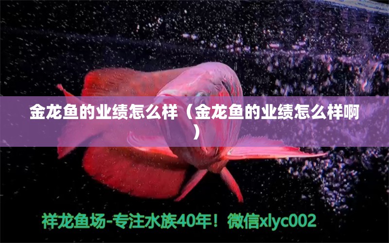 金龍魚的業(yè)績怎么樣（金龍魚的業(yè)績怎么樣?。? title=