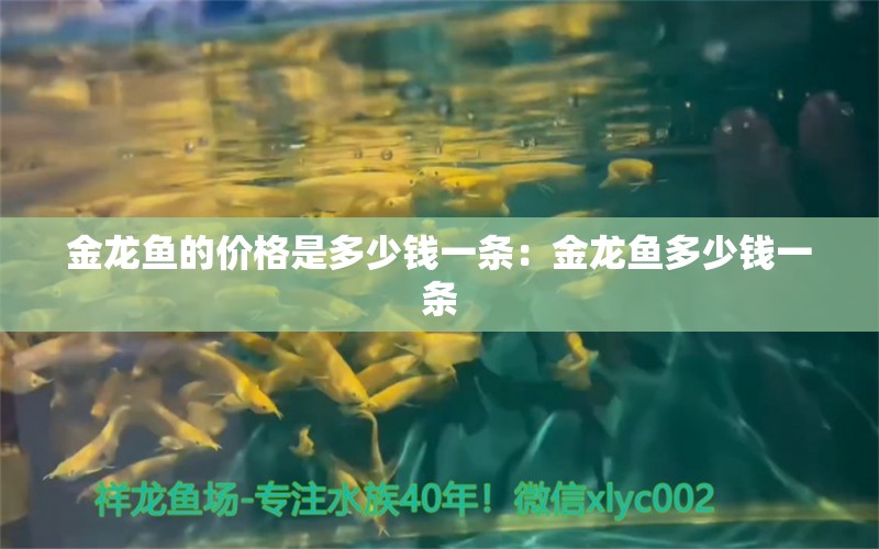 金龍魚的價格是多少錢一條：金龍魚多少錢一條 龍魚百科 第2張