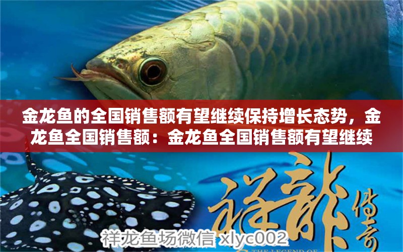 金龍魚的全國銷售額有望繼續(xù)保持增長態(tài)勢，金龍魚全國銷售額：金龍魚全國銷售額有望繼續(xù)保持增長態(tài)勢 龍魚百科 第2張