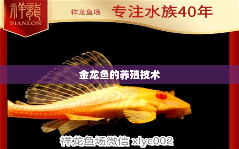 金龍魚的養(yǎng)殖技術(shù)